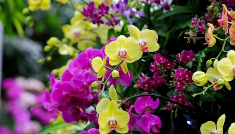 نبتة الأوركيد Orchid plant