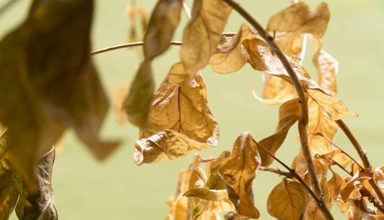 جفاف أوراق الياسمين Dryness of jasmine leaves